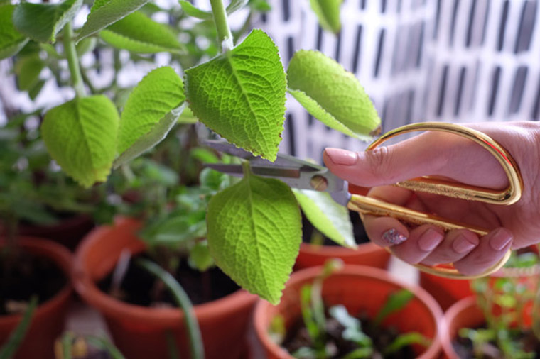 Indian borage