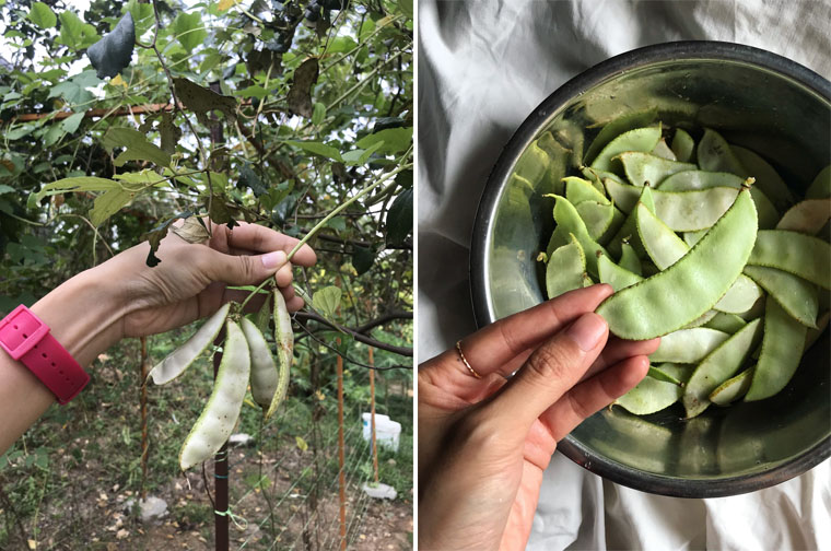 Hyacinth beans