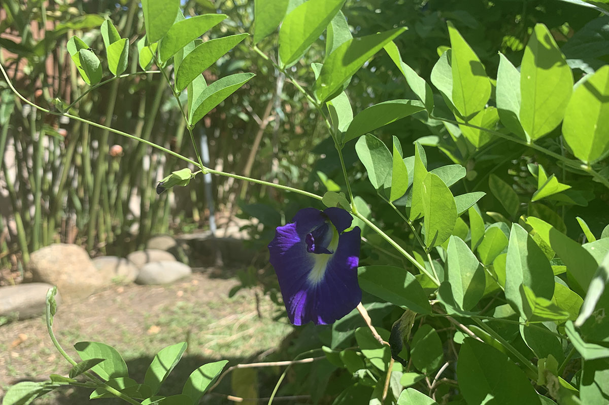 bunga telang Learn about flowers and leaves used to make Malaysian cakes