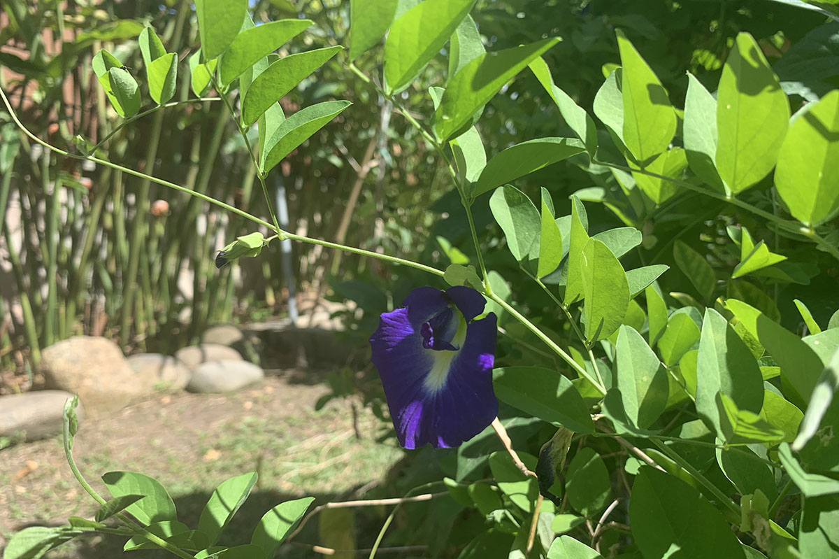 Learn about flowers and leaves used to make Malaysian cakes