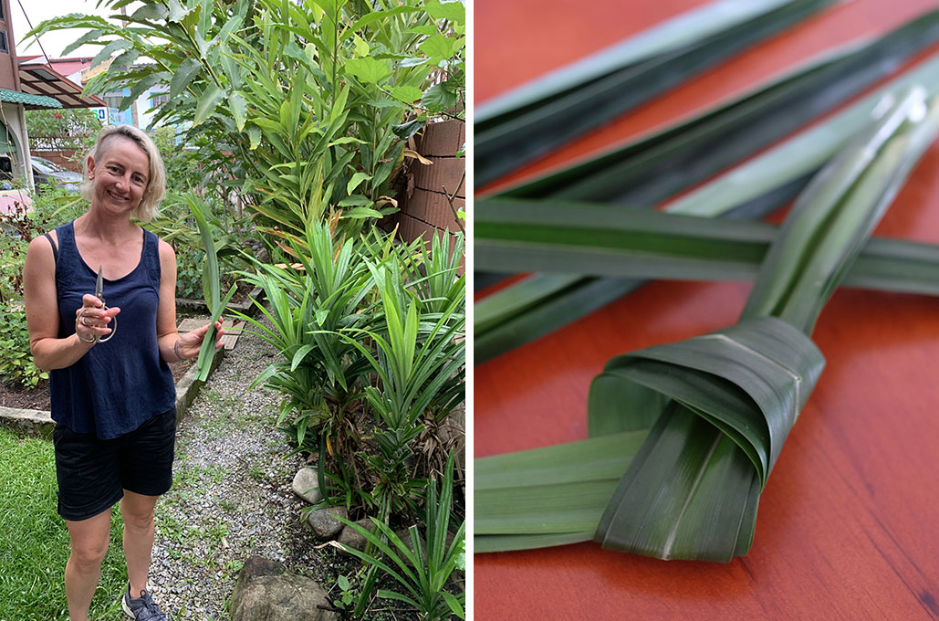 harvest pandan leaves You will harvest pandan leaves from our garden to make natural colouring